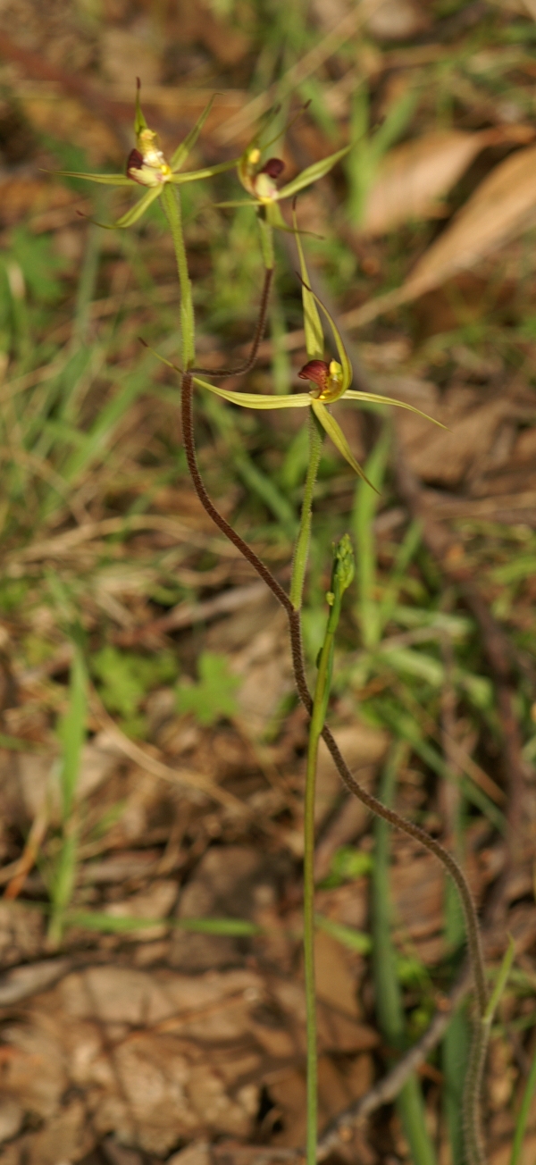 Caladenia leptochila
